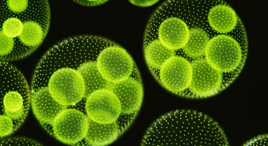 Hayvan Beslemede Alg Kullanımının Faydaları: Doğal Antioksidan, Omega-3 ve Bağışıklık Destek Kaynağı